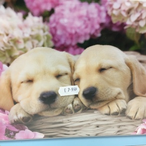 puppies jigsaw puzzle